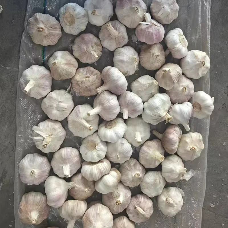 Tianz-China-Fresh-Garlic-50-55mm-Cleaned-Polished-20kg-Plastic-Carton-for-South-America-Brazil