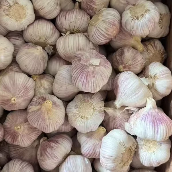 Tianz-China-Fresh-Garlic-New-Cold-Storage-Fresh-Garlic-Price-White-Garlic