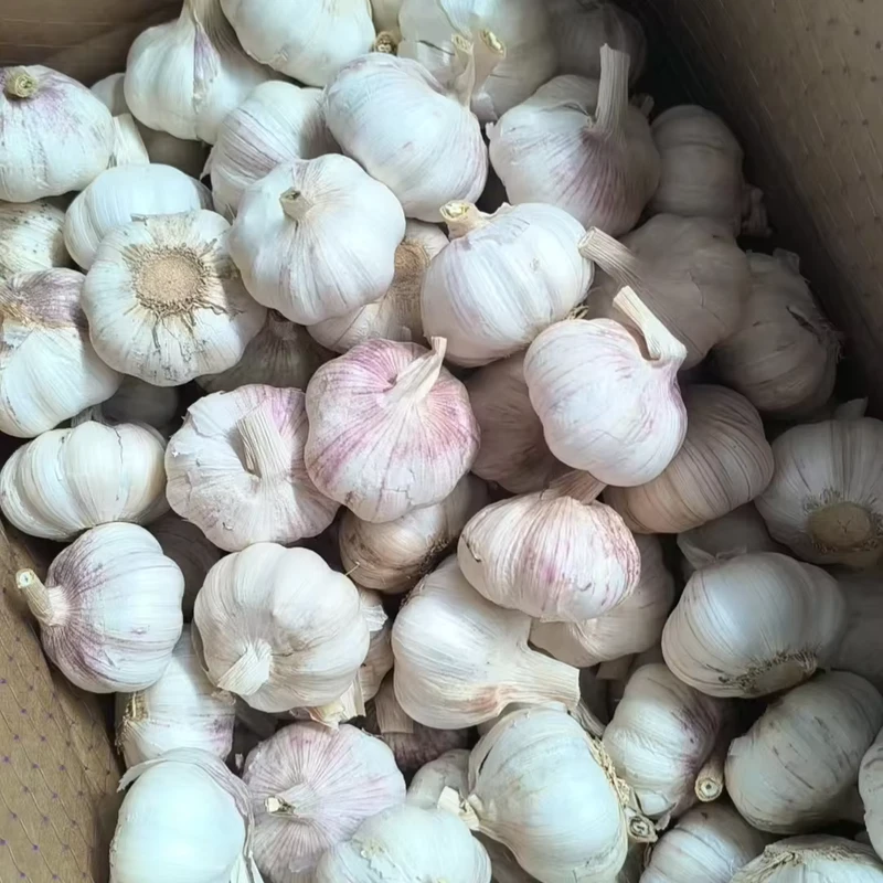 Tianz-Fresh-Garlic-40-50mm-Pure-White-5kg-Retail-Pack-25kg-Bulk-for-Hotel-Catering-Fresh-Market-Export