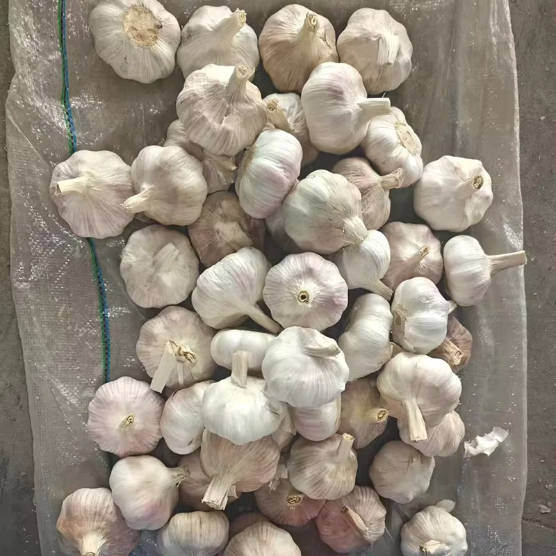 Tianz-Fresh-Garlic-60-65mm-High-Allicin-Non-GMO-10kg-Mesh-Bag-for-Garlic-Oil-Extraction