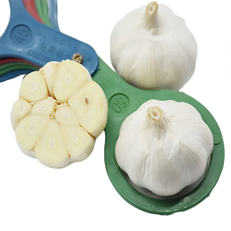 Tianz-Fresh-Garlic-Normal-White-Garlic-Fruits-and-Vegetables-Direct-From-Garlic-Factory