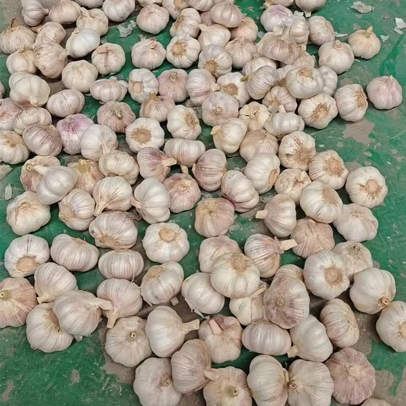 Tianz-HALAL-Certified-Fresh-Garlic-70-80mm-Strong-Pungent-10kg-Jute-Bag-for-Middle-East-Africa