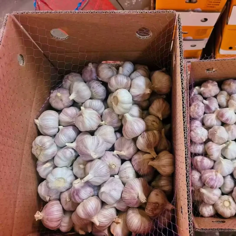 Tianz-High-Quality-4.5-6.0up-Size-Fresh-Normal-and-Pure-White-Garlic-China-Organic-Cooking-Garlic-Direct-for-Sale