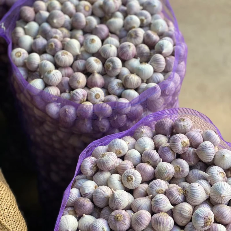 Tianz-New-Crop-China-High-Quality-Jin-Xiang-and-Pizhou-Fresh-Normal-White-Garlic-and-Pure-White-Garlic-Solo-Garlic