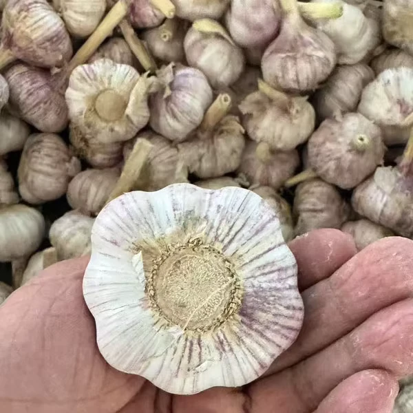 Tianz-New-Crop-Fresh-Garlic-Supplier-4.5cm-5cm-5.5cm-6cm-6.5cm-7cm-Normal-White-Garlic-Pure-White-Garlic