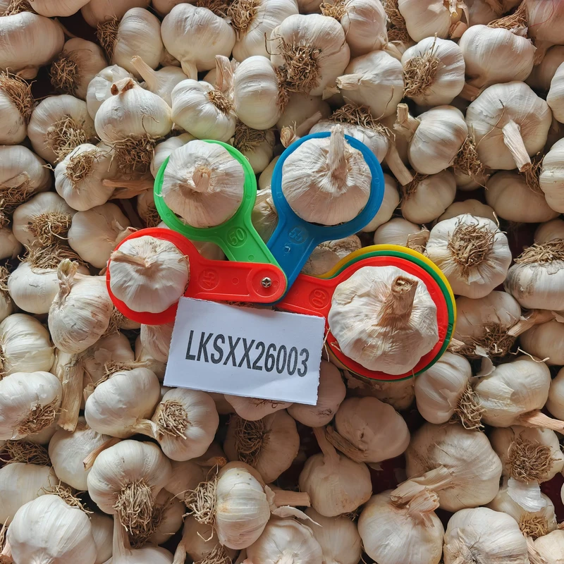 Tianz-New-Crop-Fresh-Organic-Pure-White-Garlic-5cm-10kg-Sent-To-Croatia