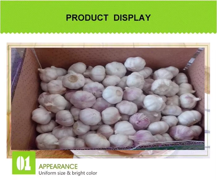 Tianz-New-Crop-Organic-White-Fresh-Garlic-From-China-Bulk-Hot-Sales-From-Organic-Cultivation