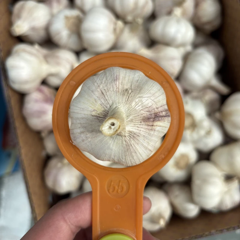Tianz-New-Season-Fresh-High-Quality-White-Garlic-Bulk-Export-Supply-to-Gabon-for-Buyers-and-Importers