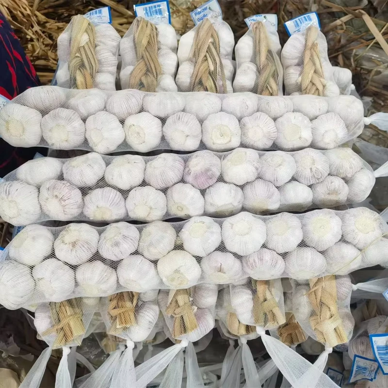 Tianz-On-Sale-New-Crop-China-High-Quality-Jin-Xiang-and-Pizhou-Fresh-Normal-White-Garlic-and-Pure-White-Garlic-Braid-Garlic
