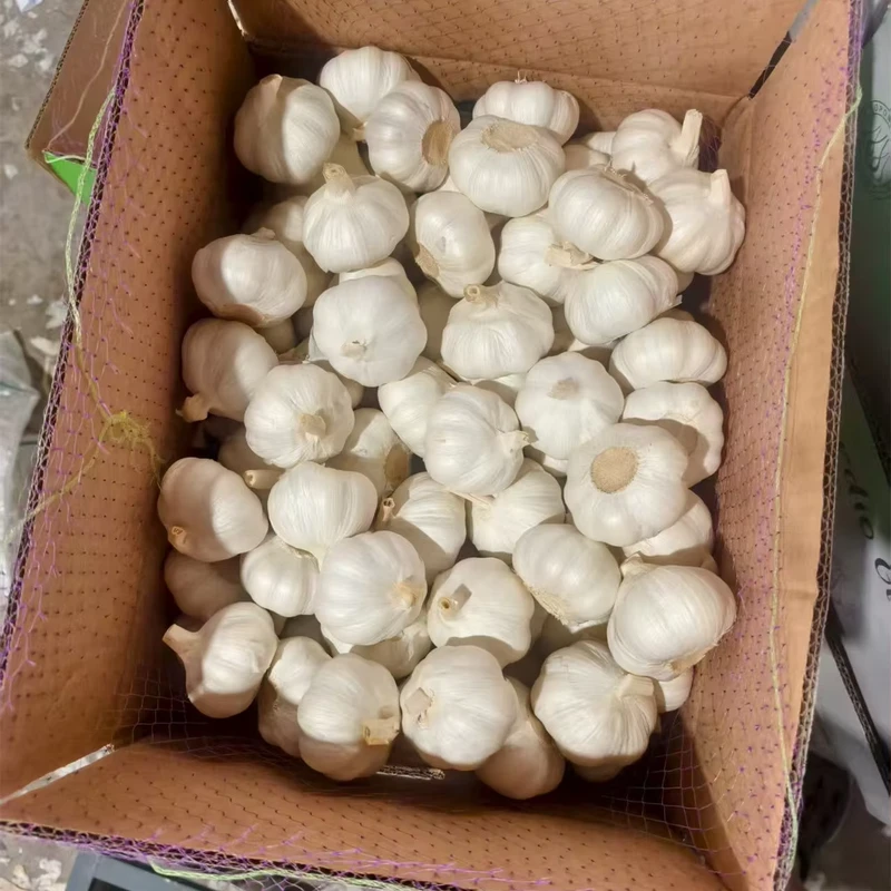 Tianz-Strong-Long-Shelf-Life-Bulk-Supply-of-Fresh-Garlic