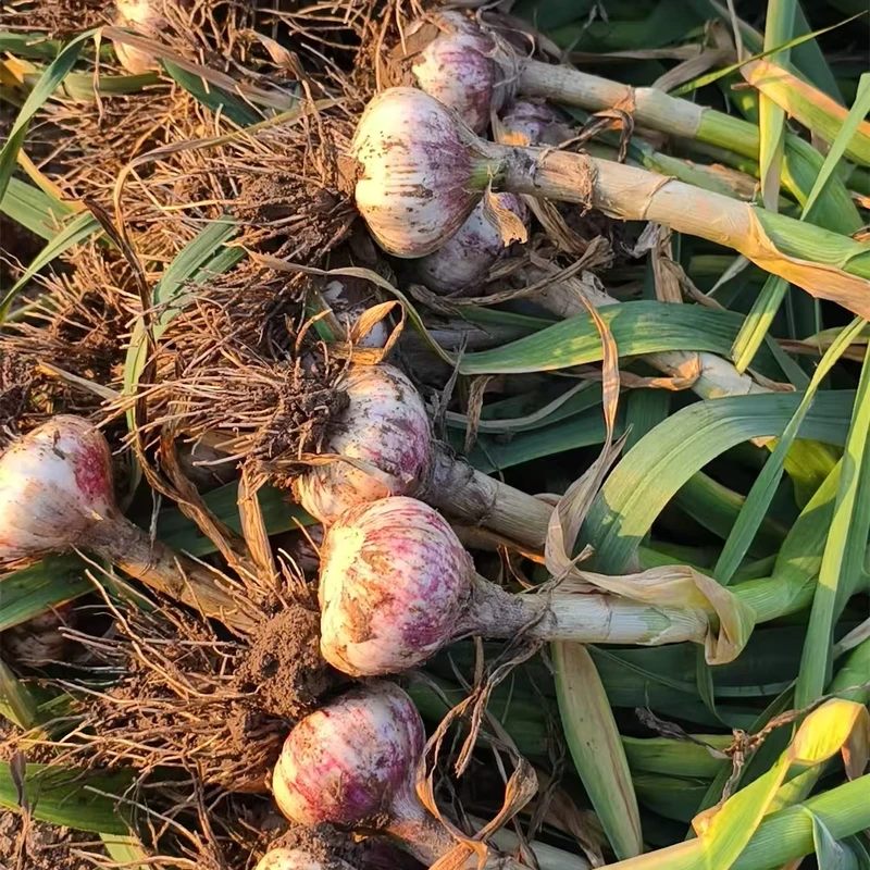 Tianz-Top-Grade-Fresh-Garlic-White-Garlic-for-Sale-Fresh